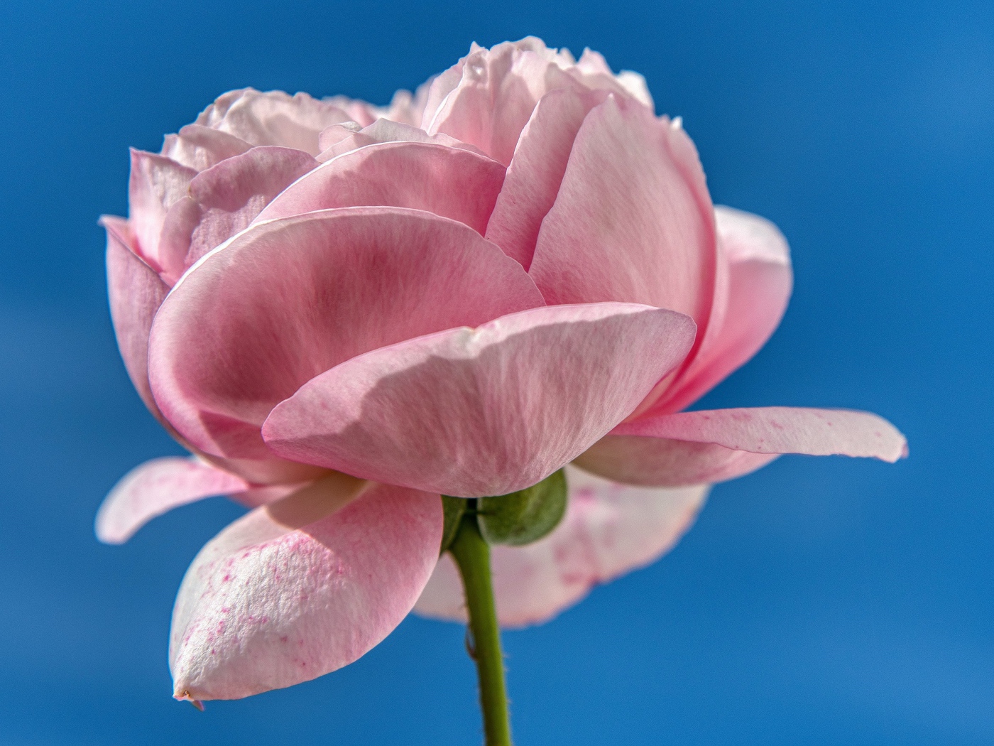 Нежная розовая роза на фоне голубого неба 