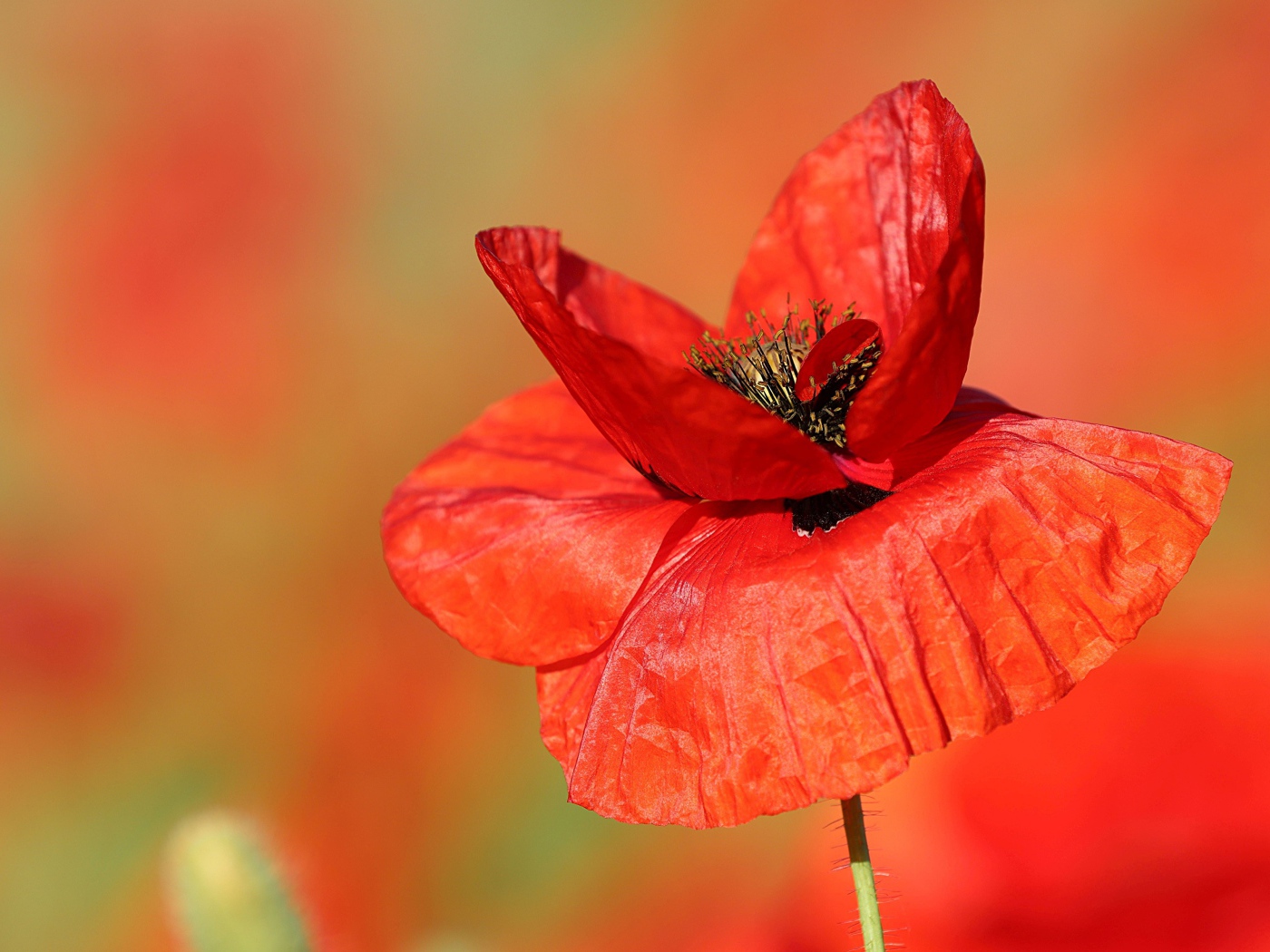 Нежные тонкие лепестки полевого мака