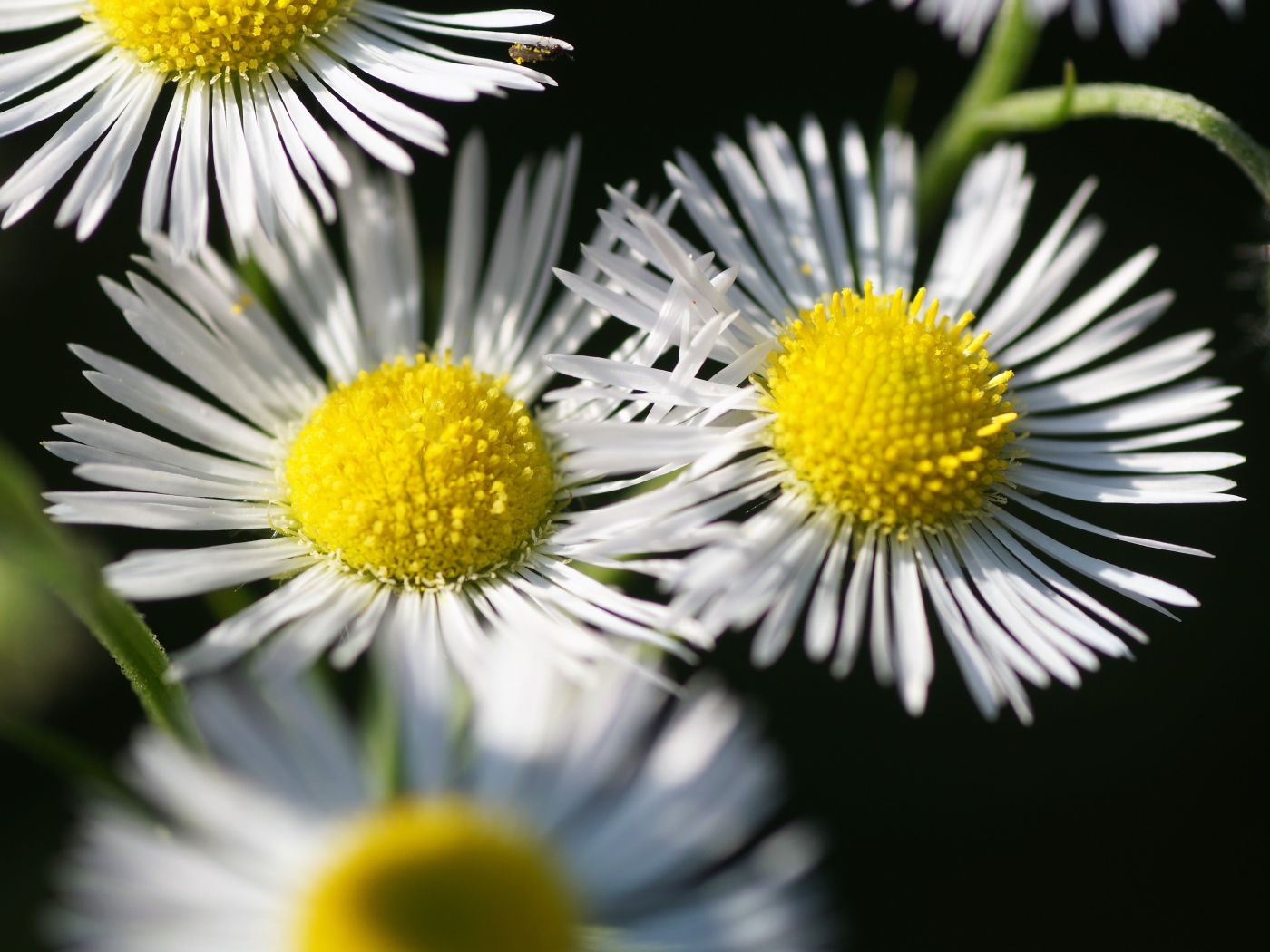 Нежные белые цветы сентябринка крупным планом 