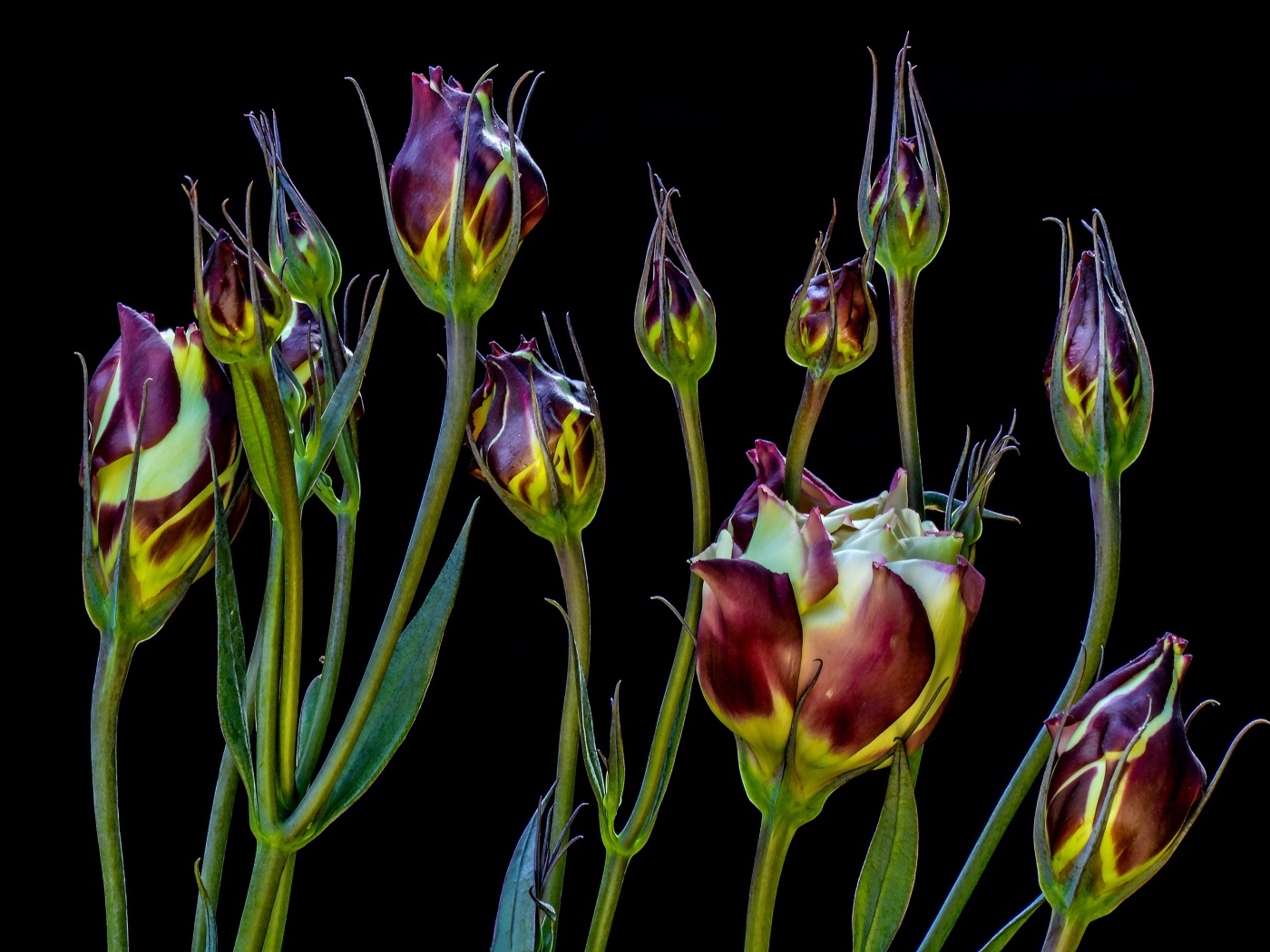 Цветы эустомы распускаются на черном фоне