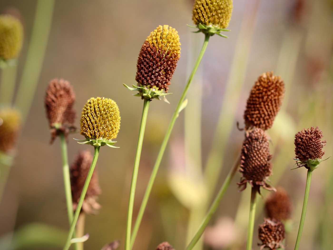 Отцветшие стебли цветков эхинацеи