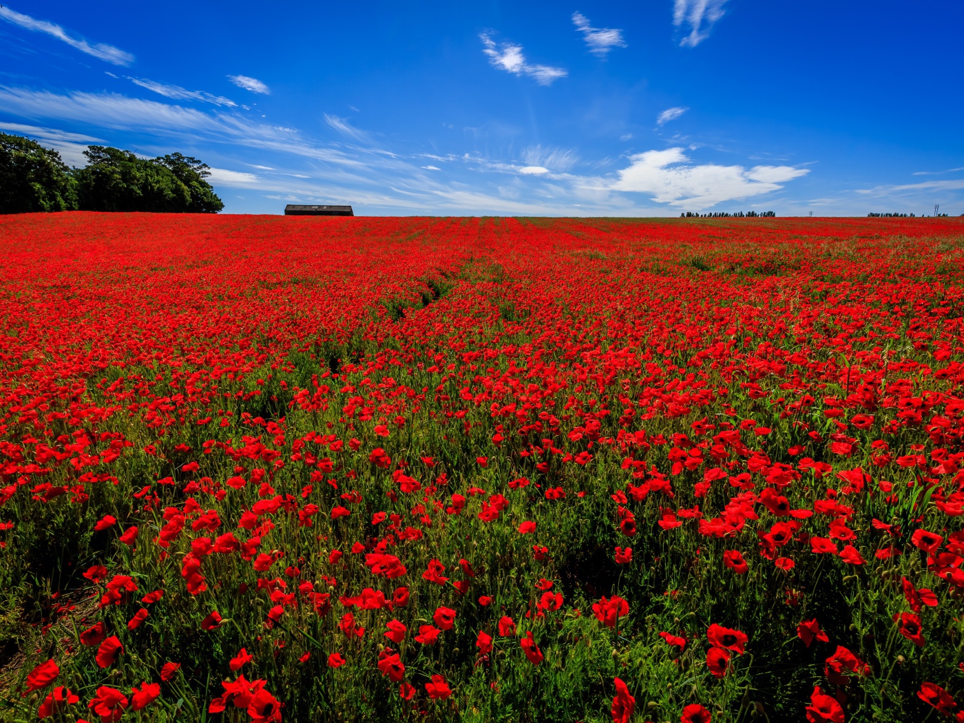 Поле красных маков под голубым небом летом