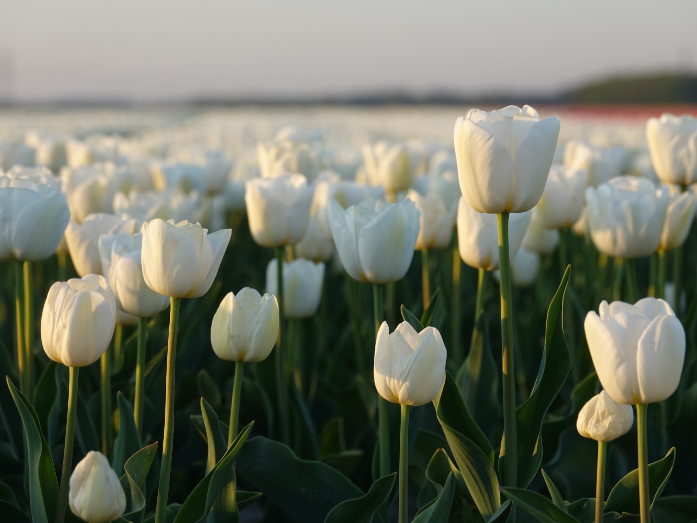 Поле белых тюльпанов в Амстердаме 