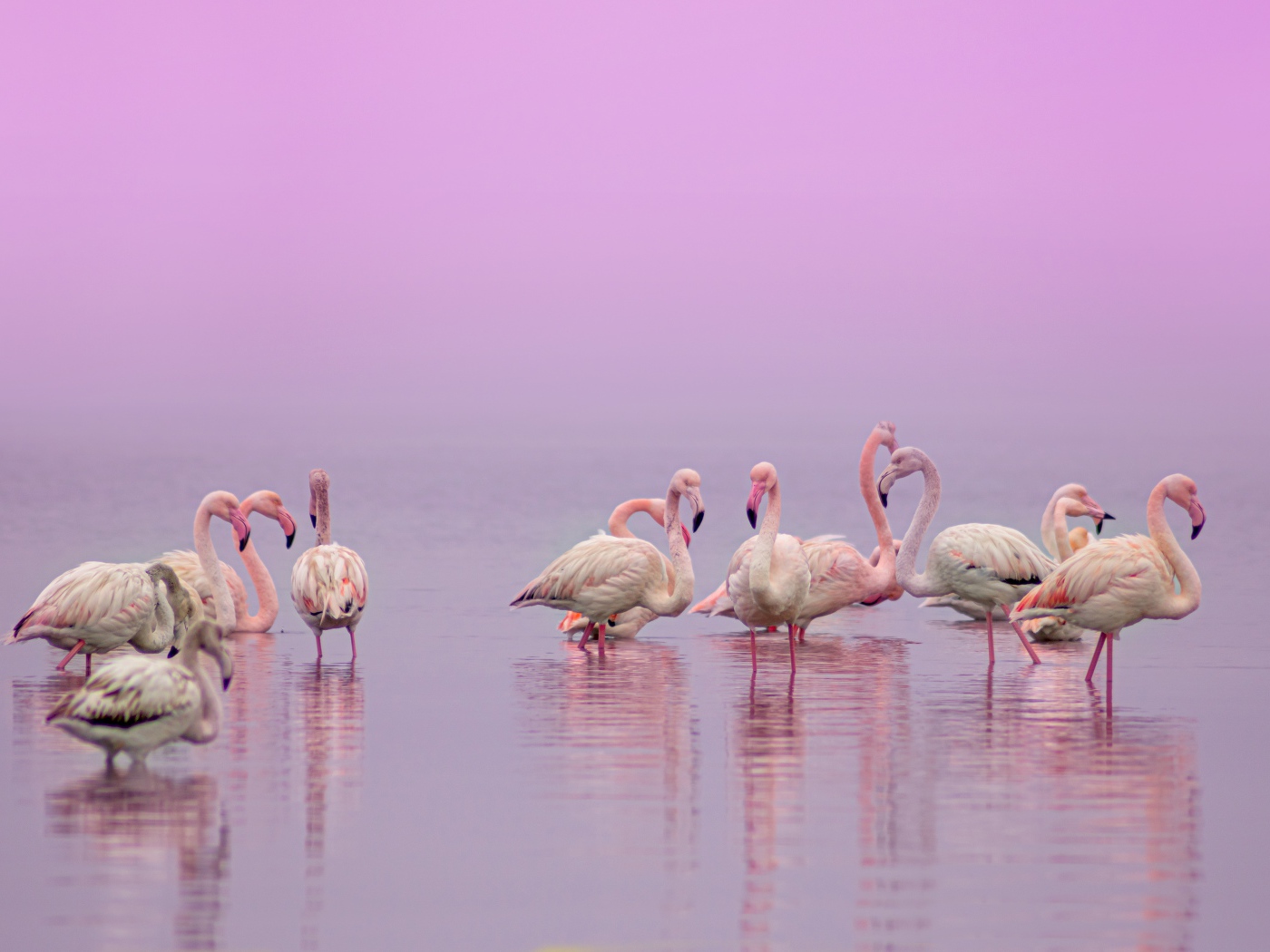 Фламинго в воде на розовом фоне 