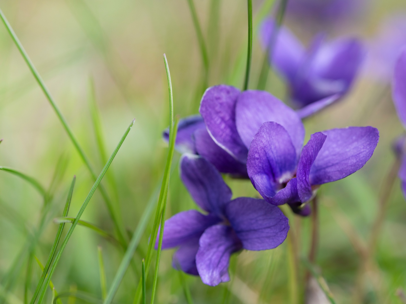 Ароматные фиолетовые цветы фиалки крупным планом