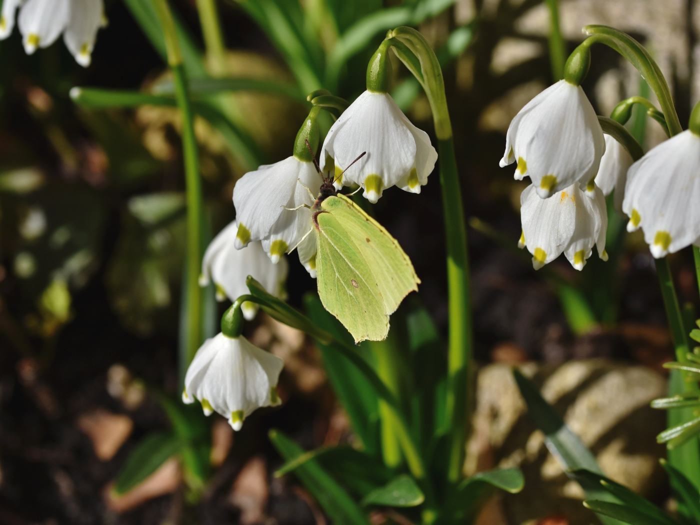 Зеленая бабочка сидит на белых подснежниках 