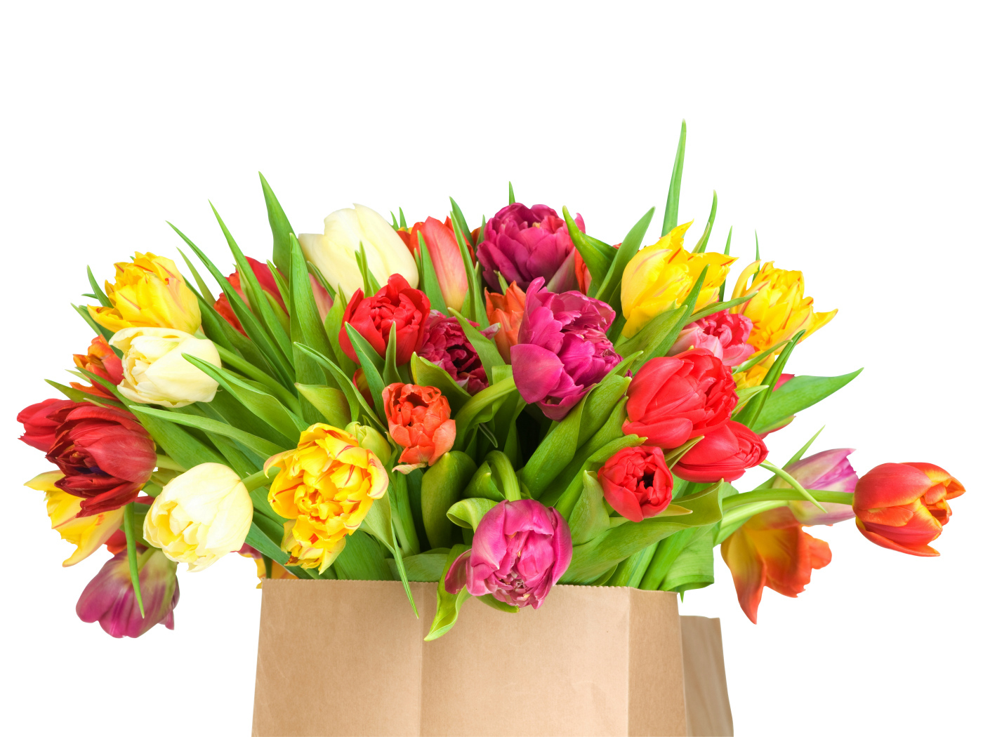 Огромный букет тюльпанов на белом фоне