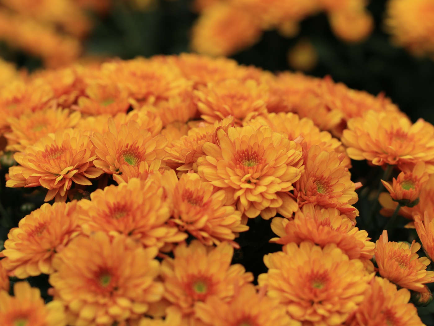 Большой букет оранжевых хризантем крупным планом 