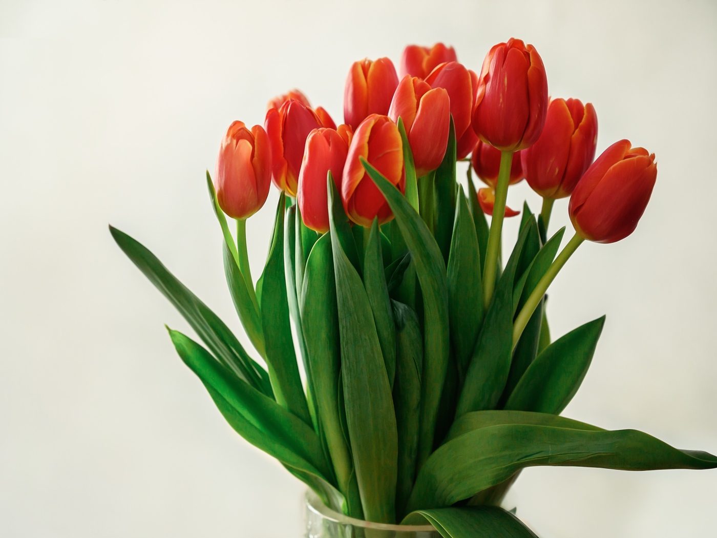 Большой букет красных тюльпанов в вазе на белом фоне