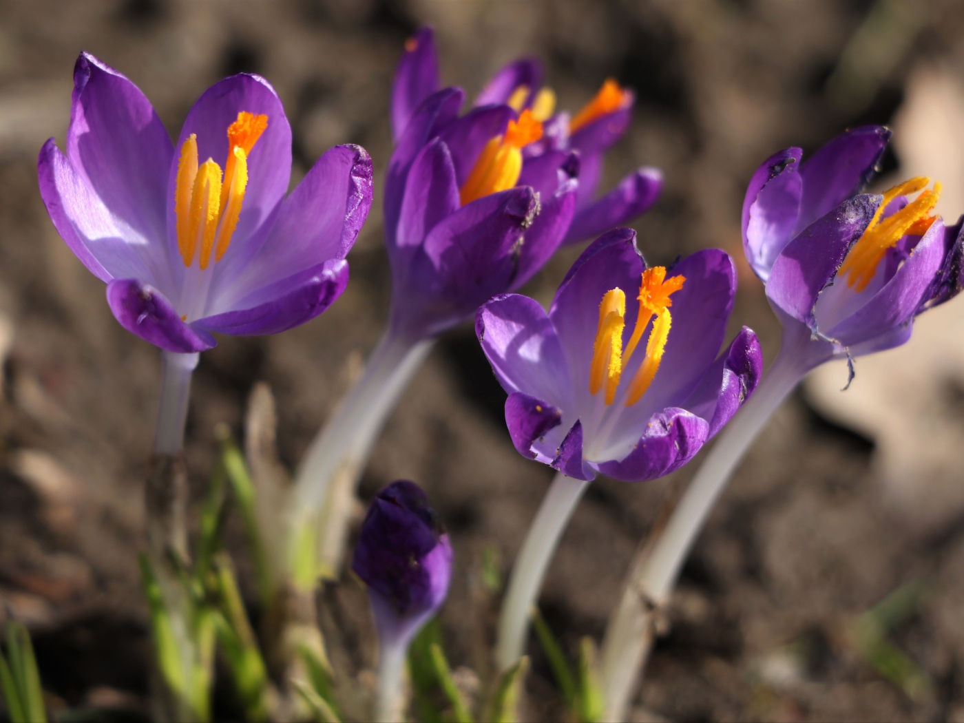 Сиреневые цветы крокуса с желтой серединкой крупным планом