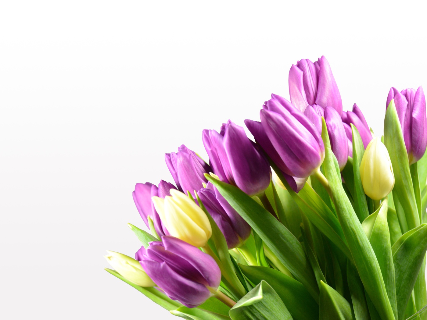 Сиреневые тюльпаны на белом фоне