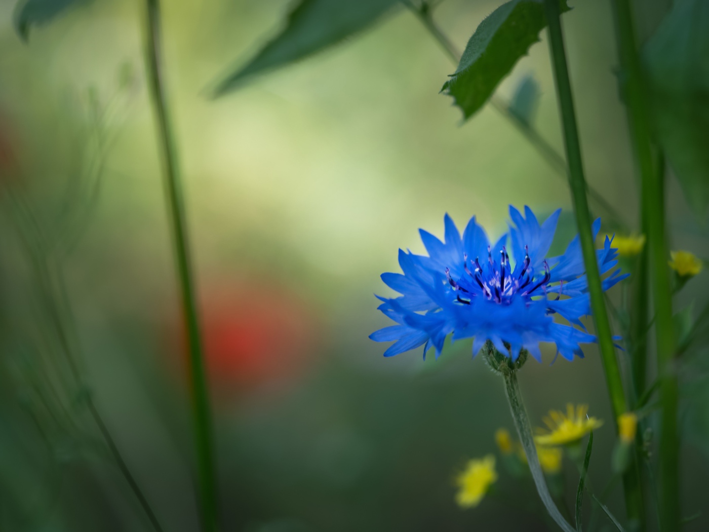 Маленький синий василек в траве 