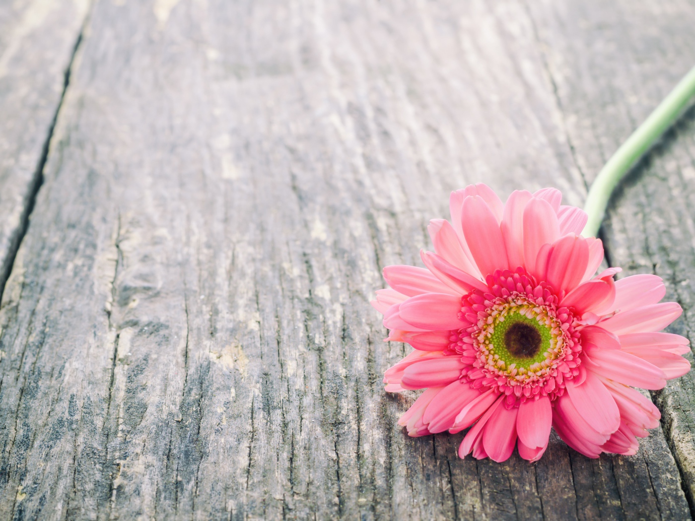 Одинокий цветок розовой герберы на сером столе