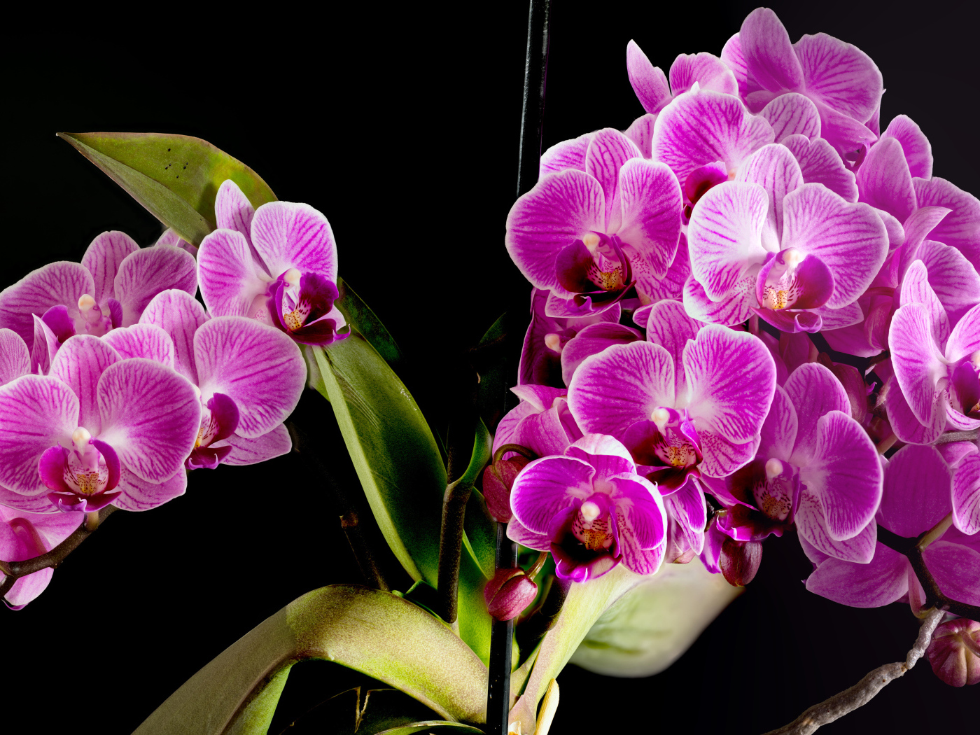 Много красивых розовых цветов орхидеи на черном фоне 