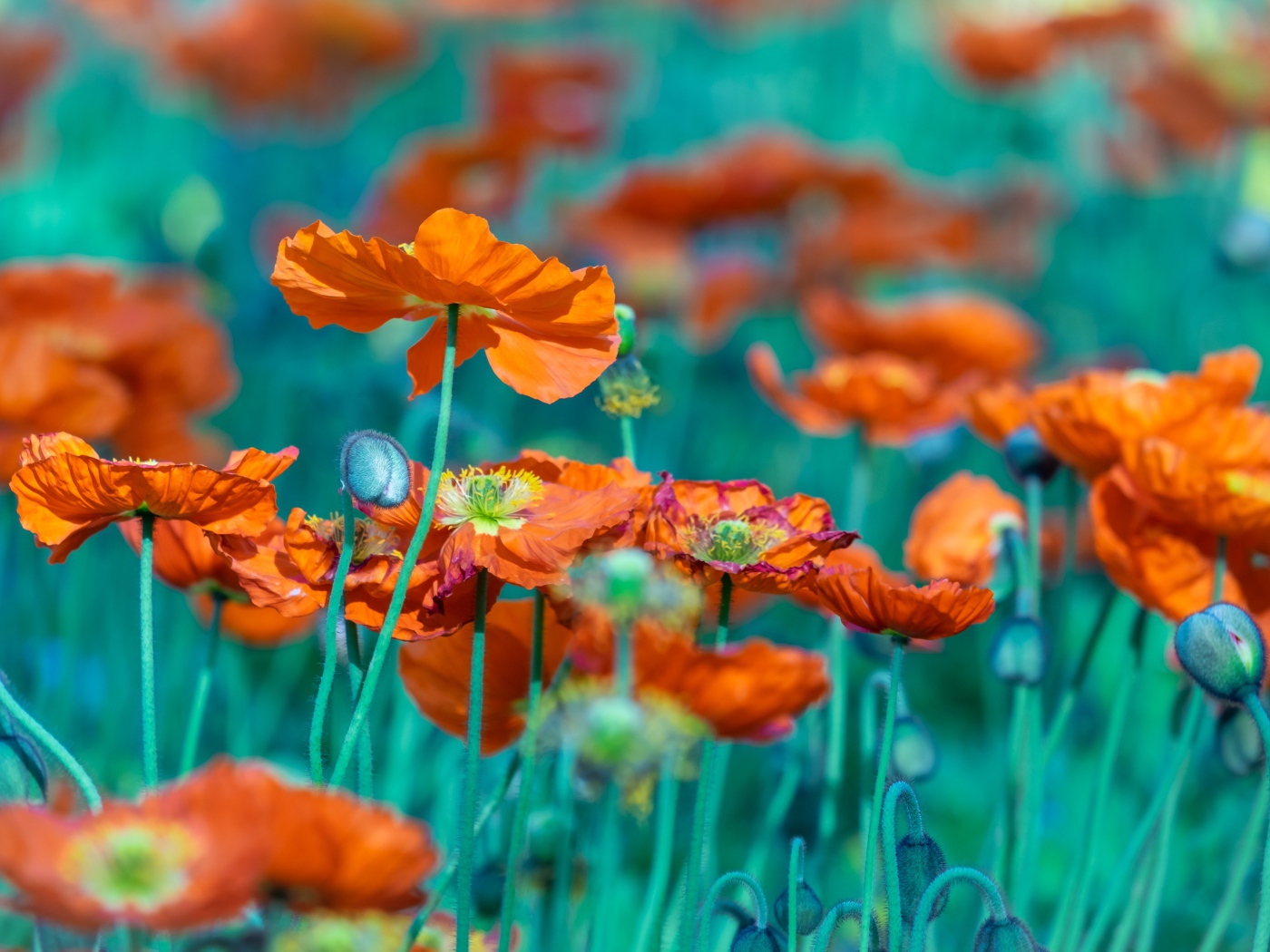 Много оранжевых цветов мака на клумбе