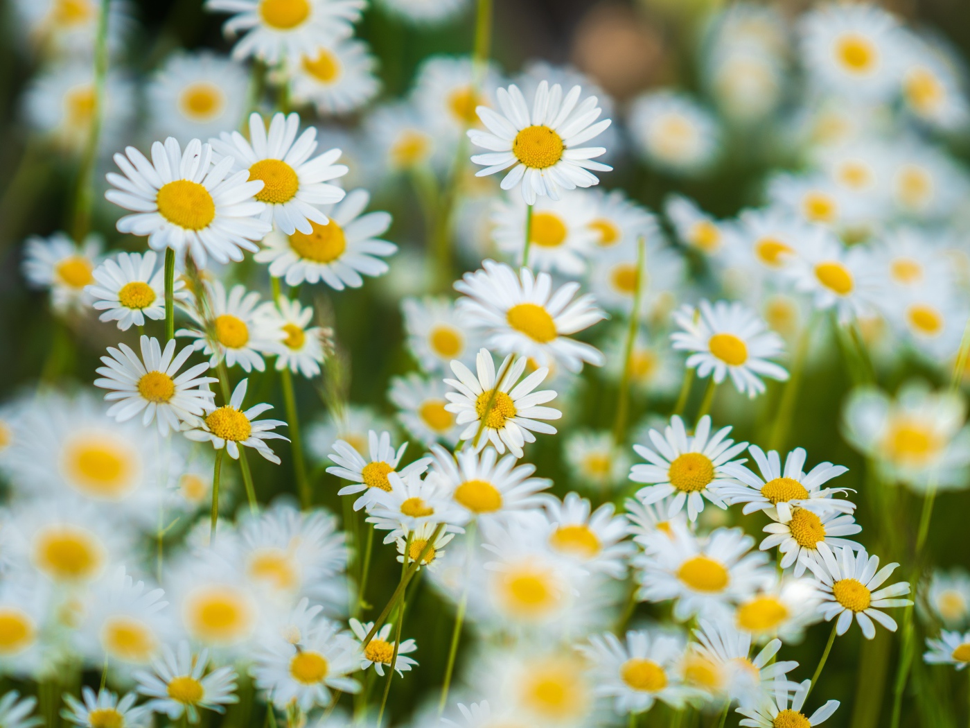 Миниатюрные белые ромашки на поле