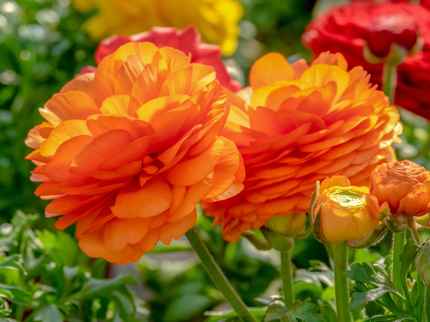 Оранжевые цветы лютика с бутонами на клумбе