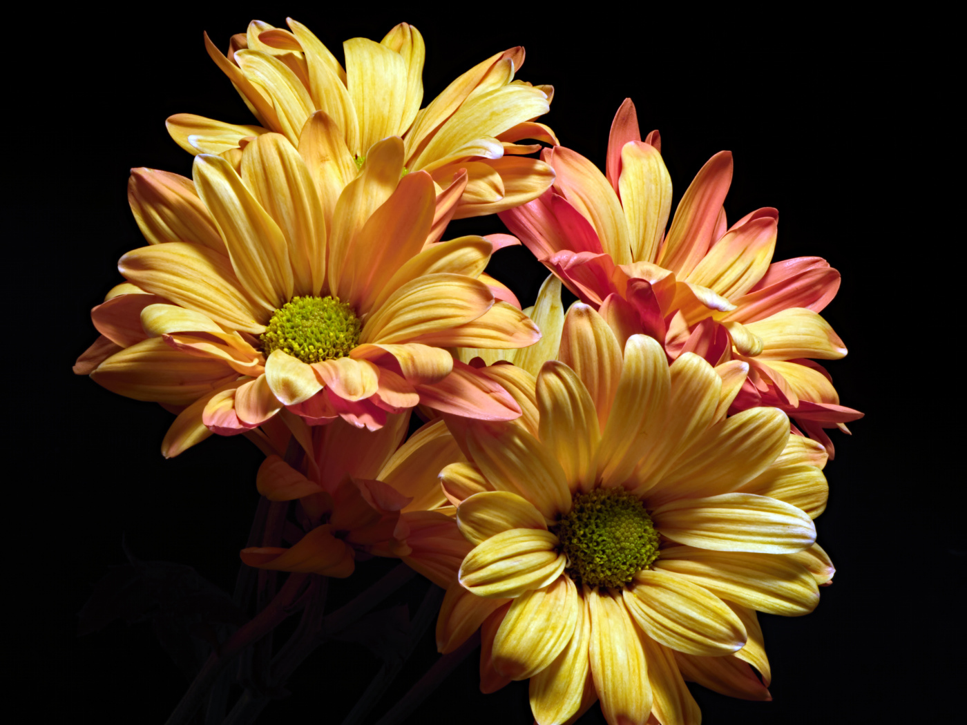 Оранжевые цветы хризантемы на черном фоне