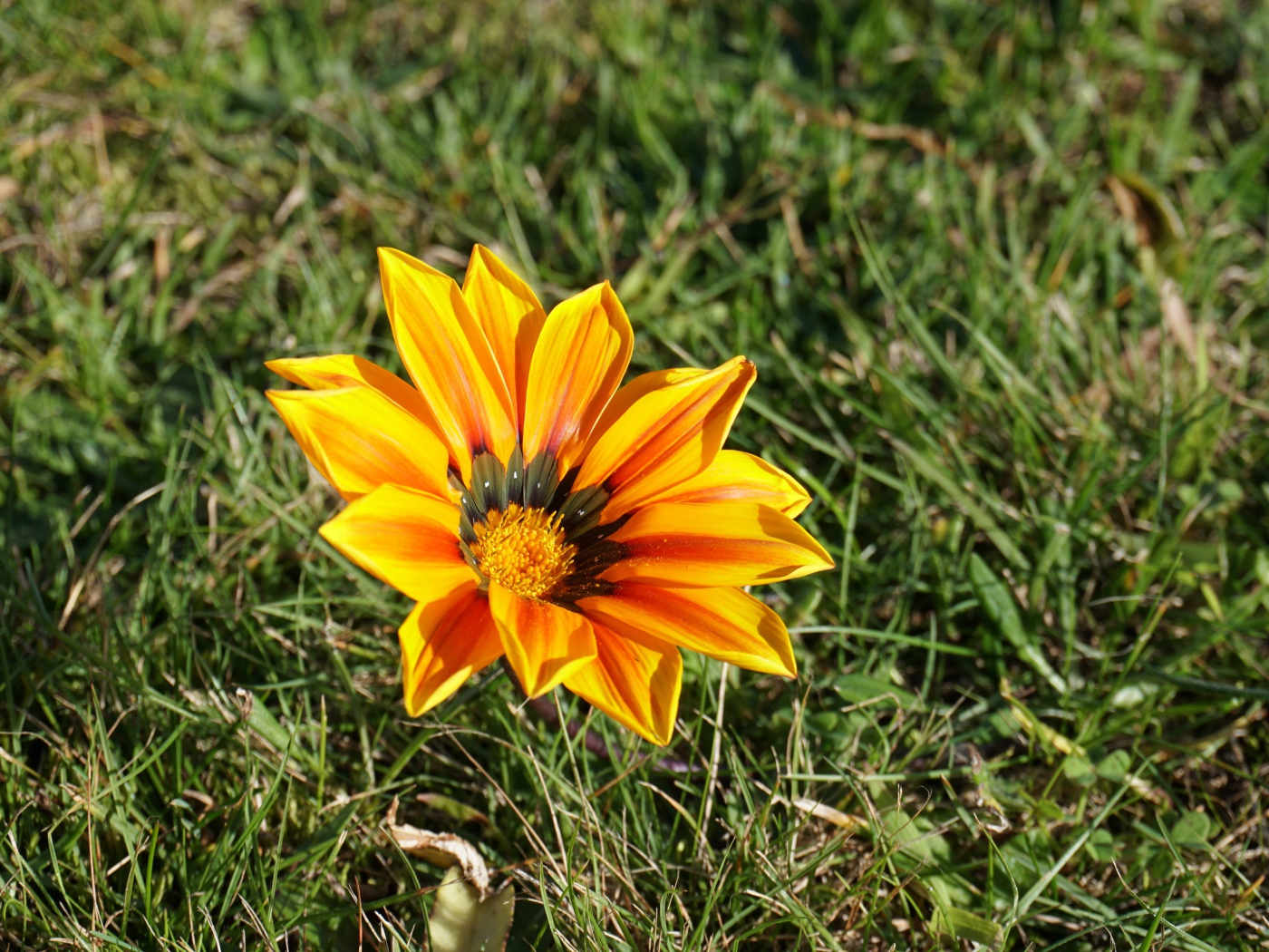 Оранжевый цветок газания в зеленой траве