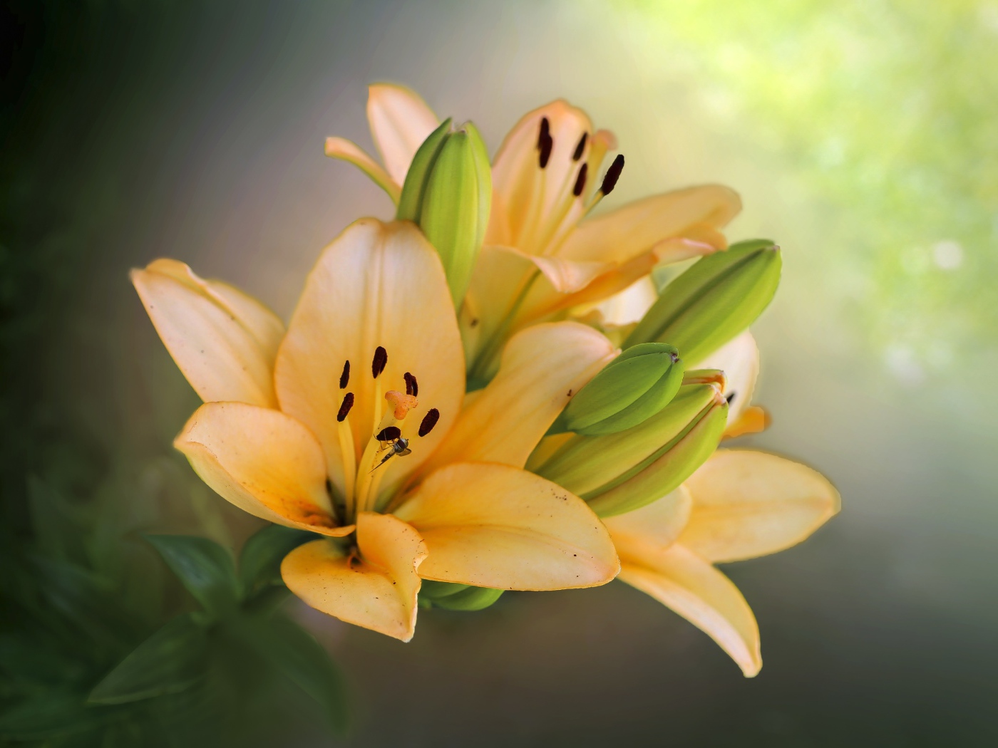 Оранжевые лилии с бутонами крупным планом