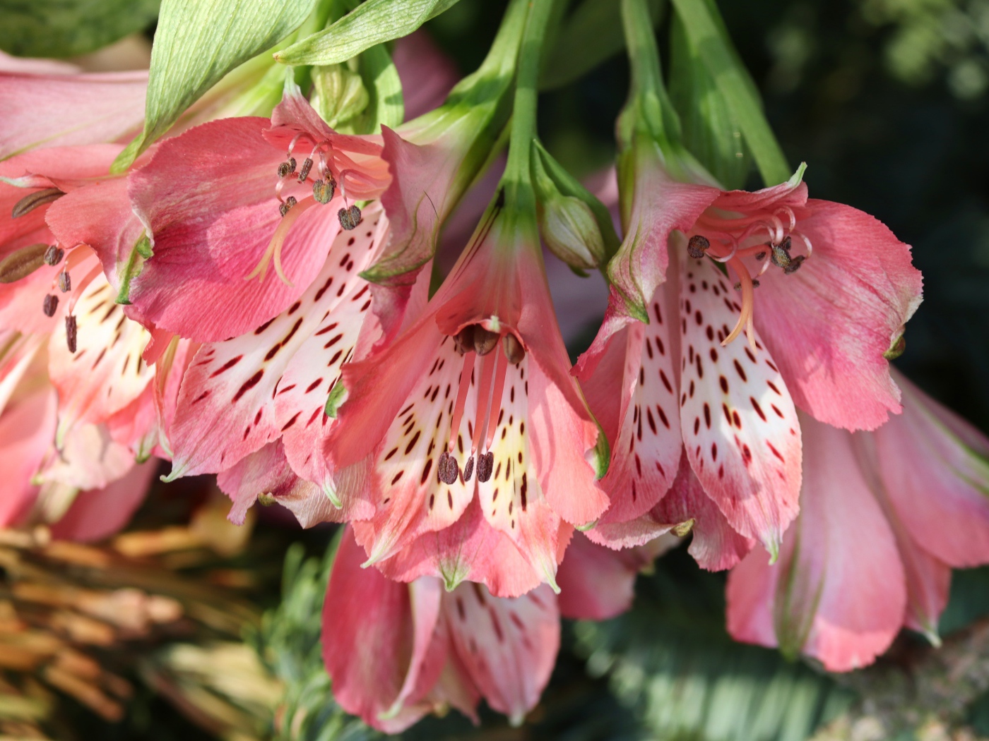 Розовые цветы альстромерия крупным планом