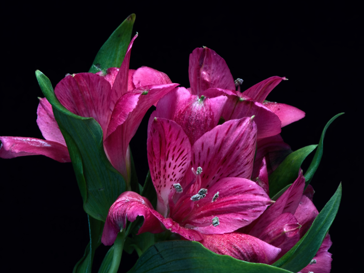 Розовые цветы альстромерия на черном фоне крупным планом