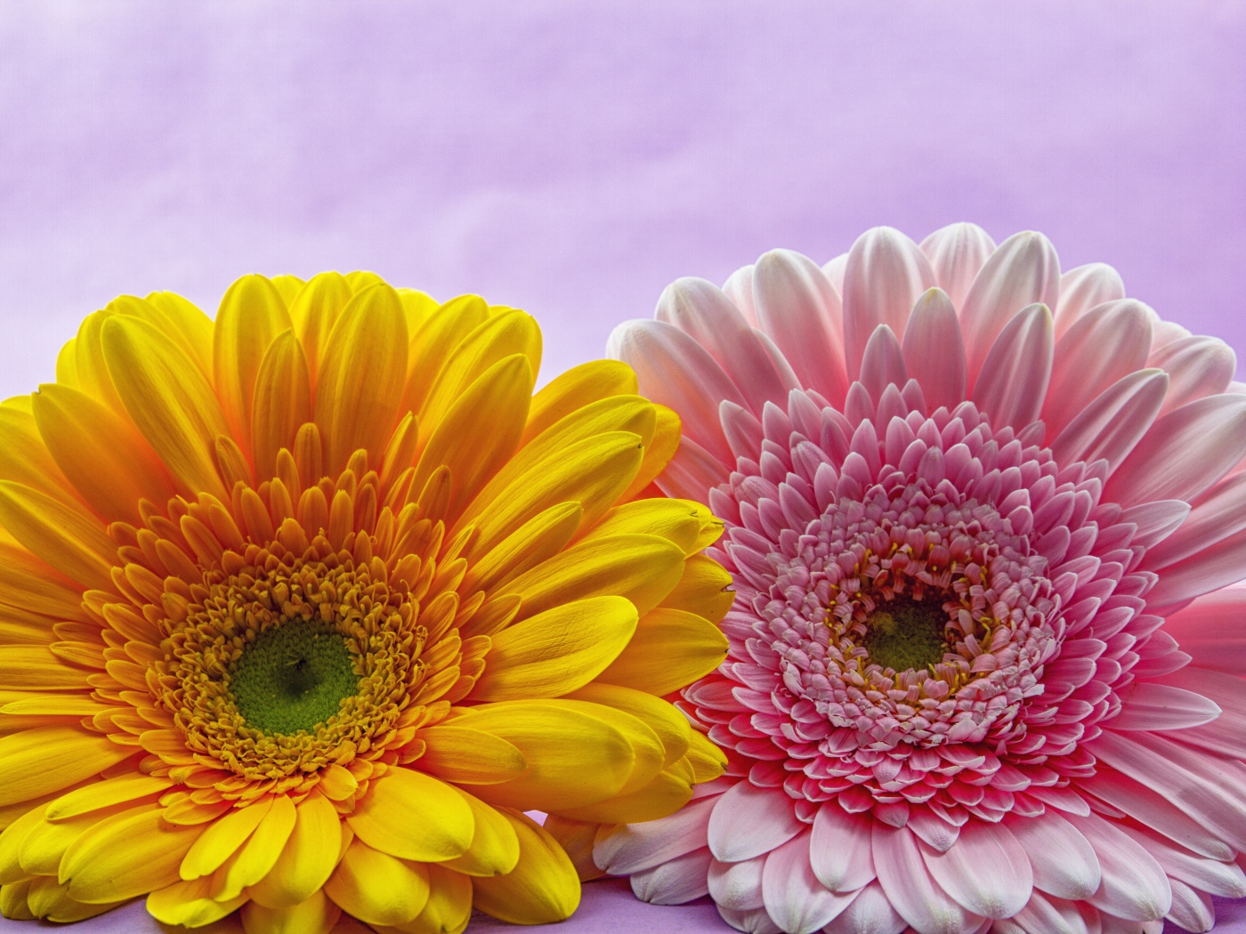 Розовый и желтый цветок герберы крупным планом