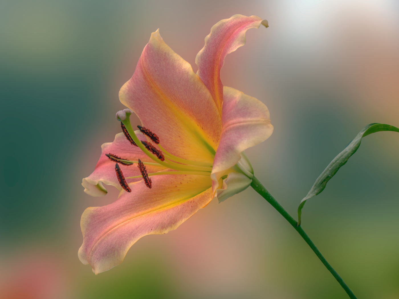 Розовый красивый цветок садовой лилии