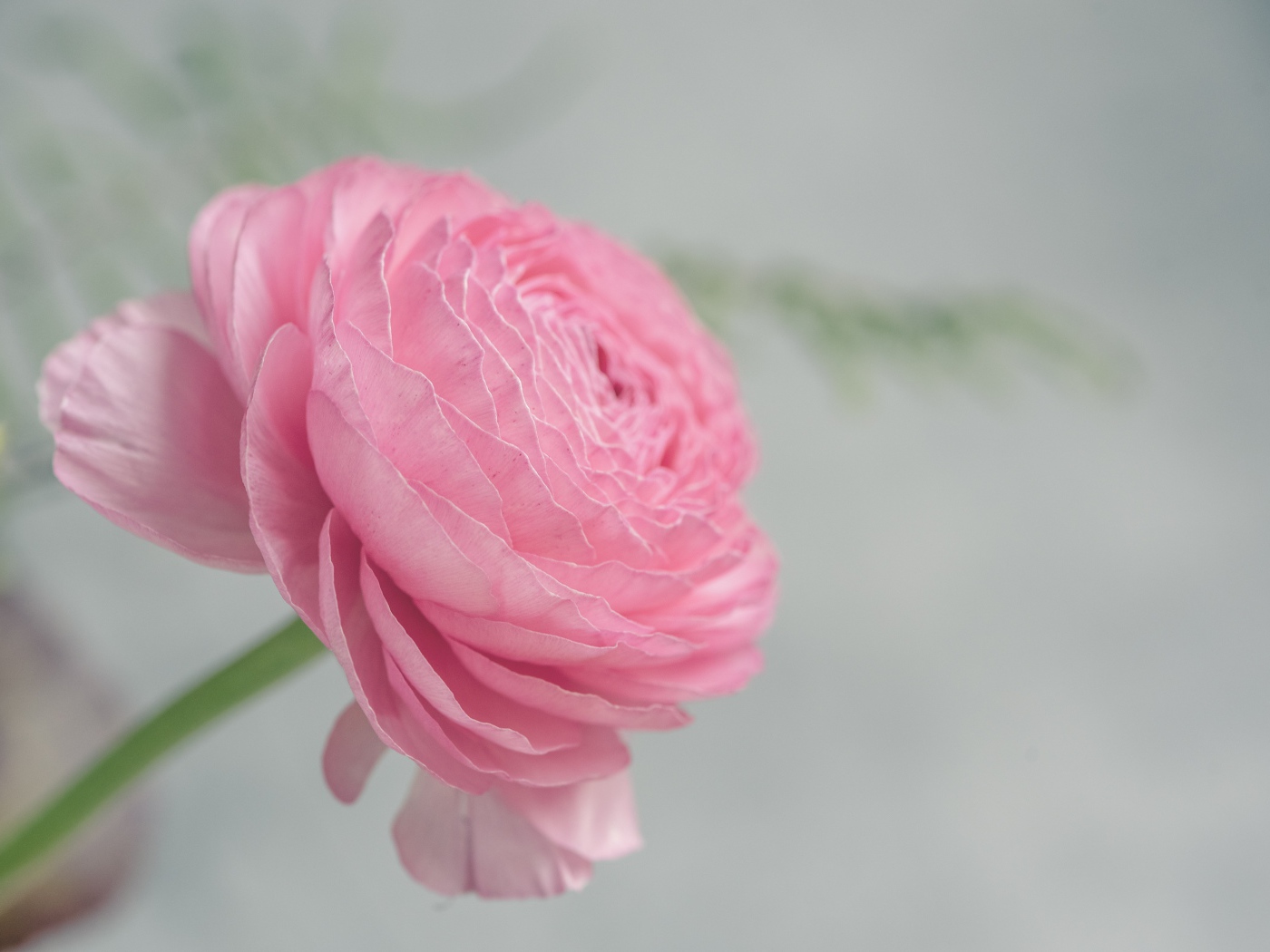 Розовый цветок лютика крупным планом