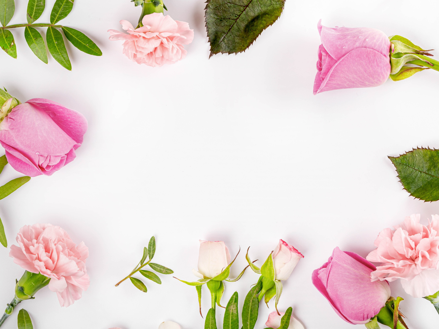 Розовые цветы розы и гвоздики на белом фоне