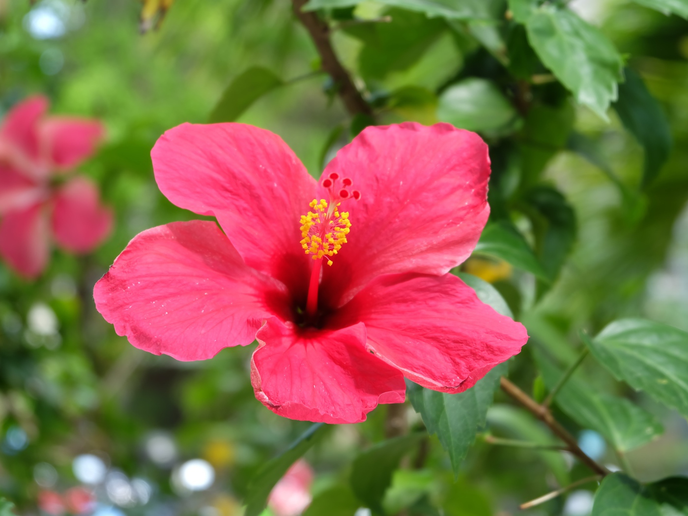 Розовый цветок гибискуса крупным планом на клумбе