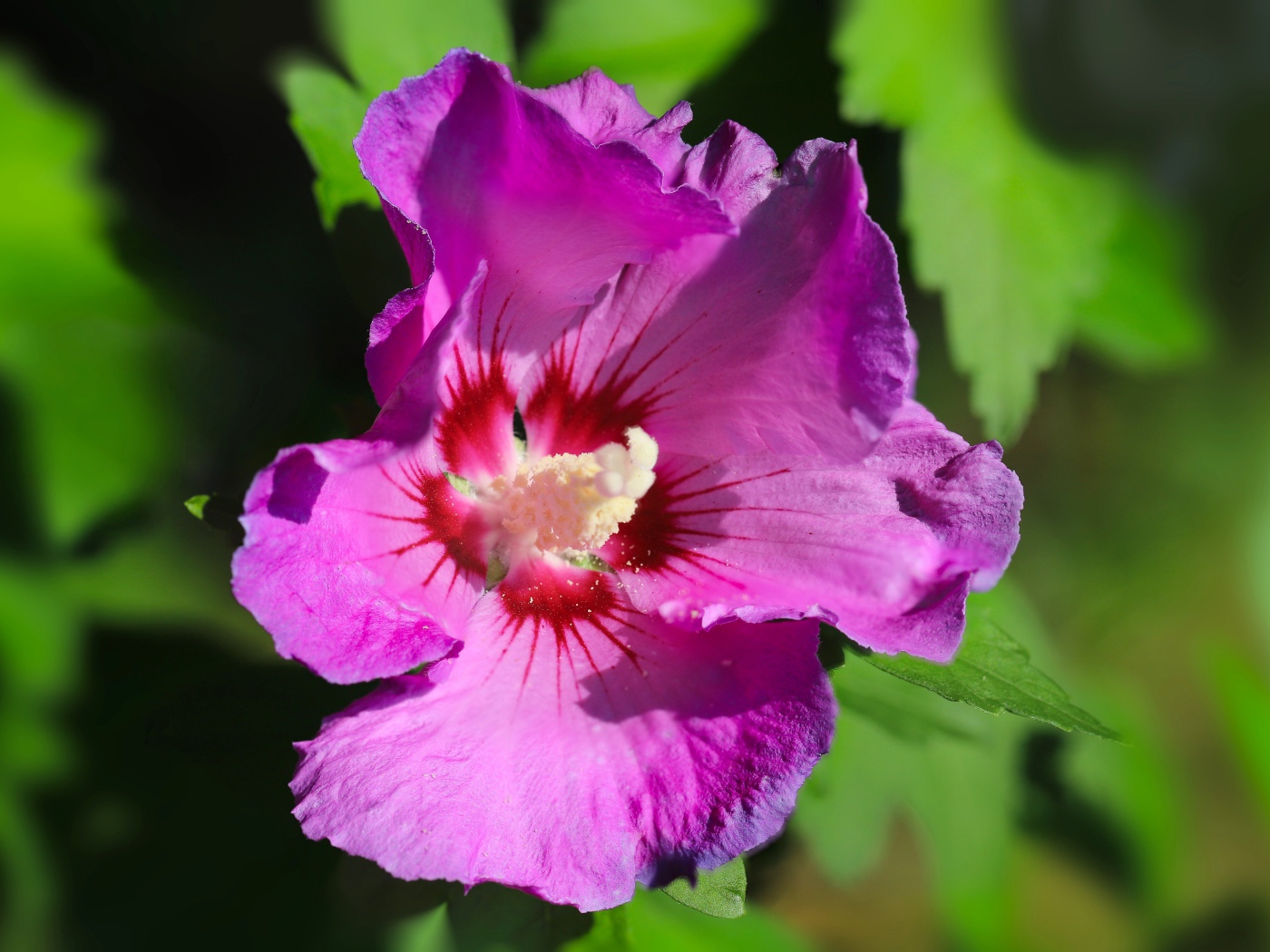 Розовый цветок лаватера с зелеными листьями крупным планом