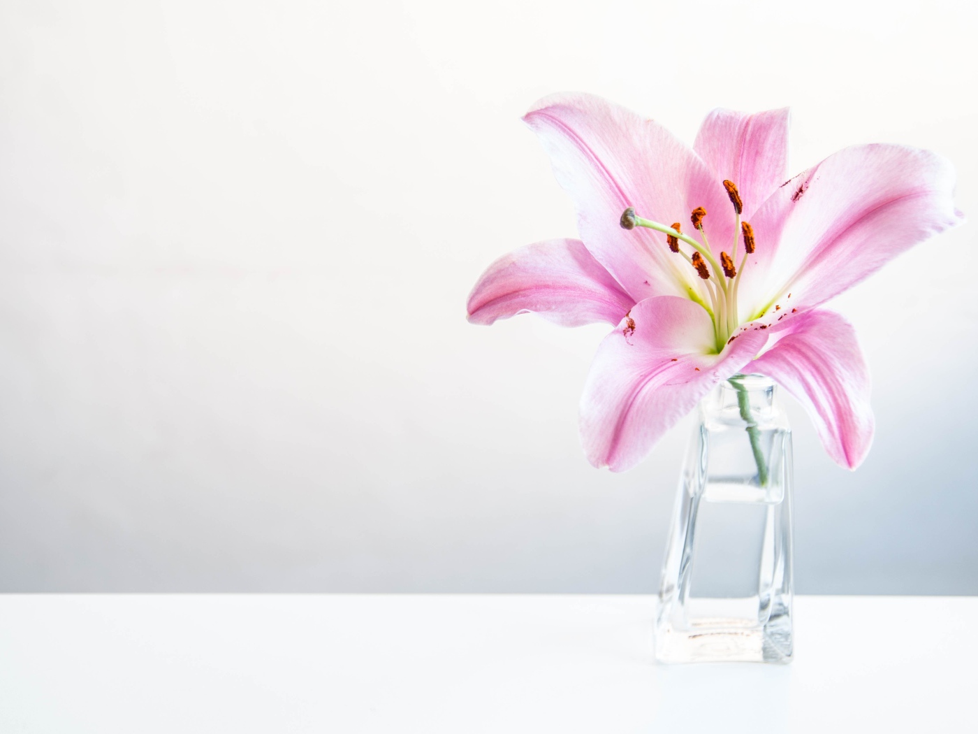 Розовый цветок лилии в вазе на сером фоне