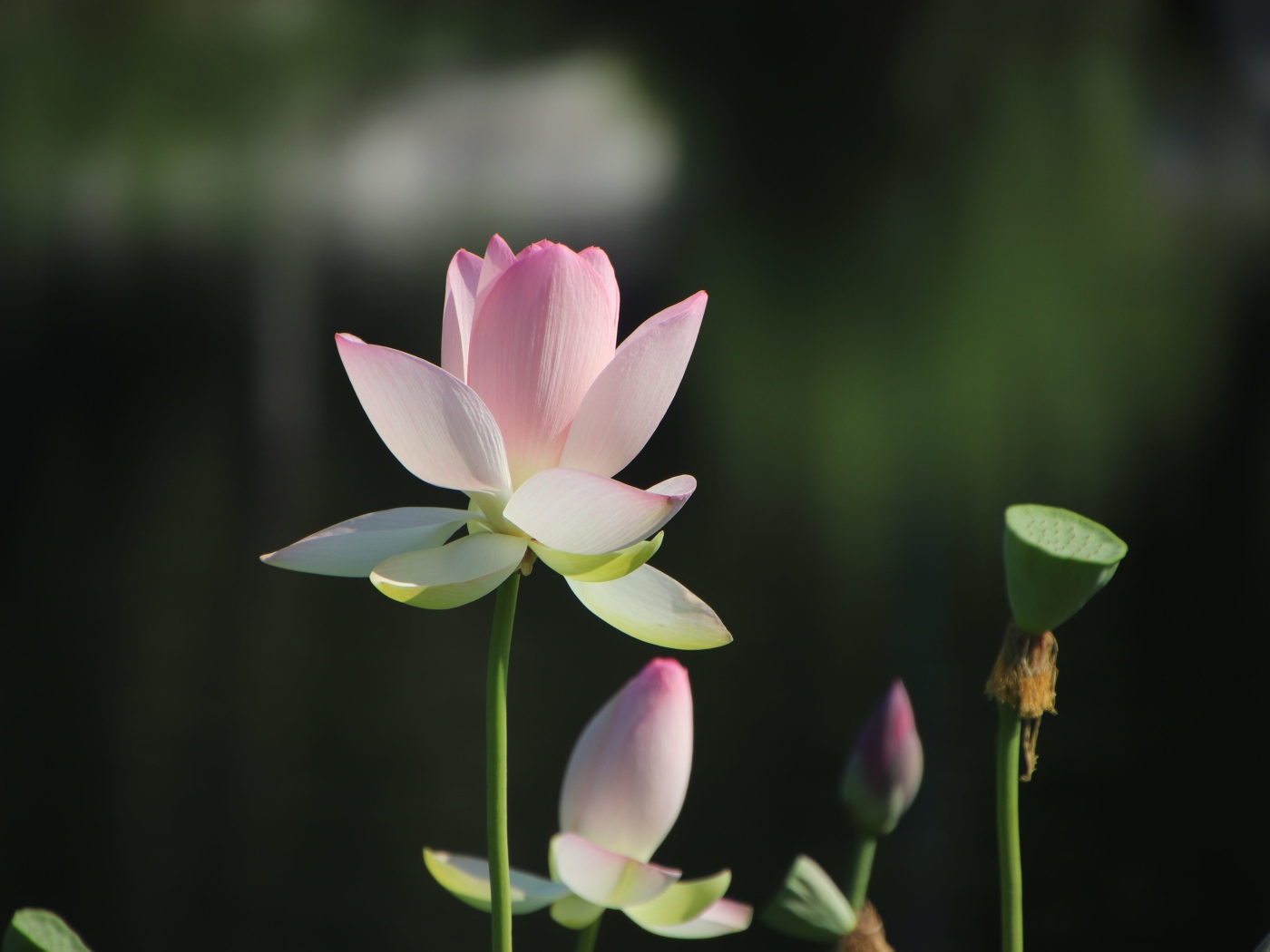 Розовый цветок лотоса с бутонами в лучах солнца 