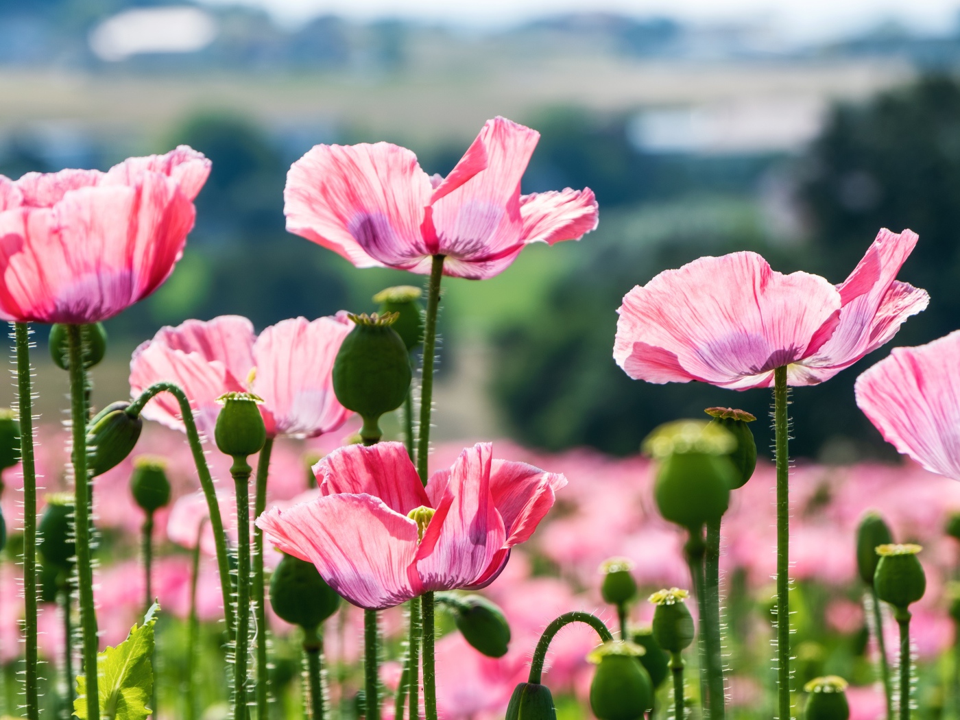 Розовые цветы мака с бутонами в лучах солнца на клумбе летом
