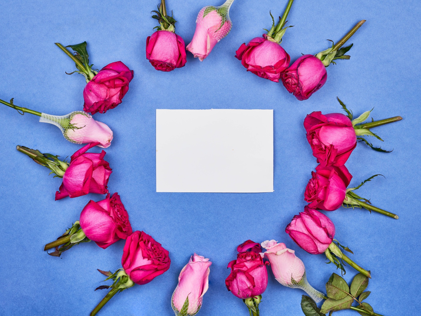 Бутоны розовых роз с белым листом бумаги на голубом фоне