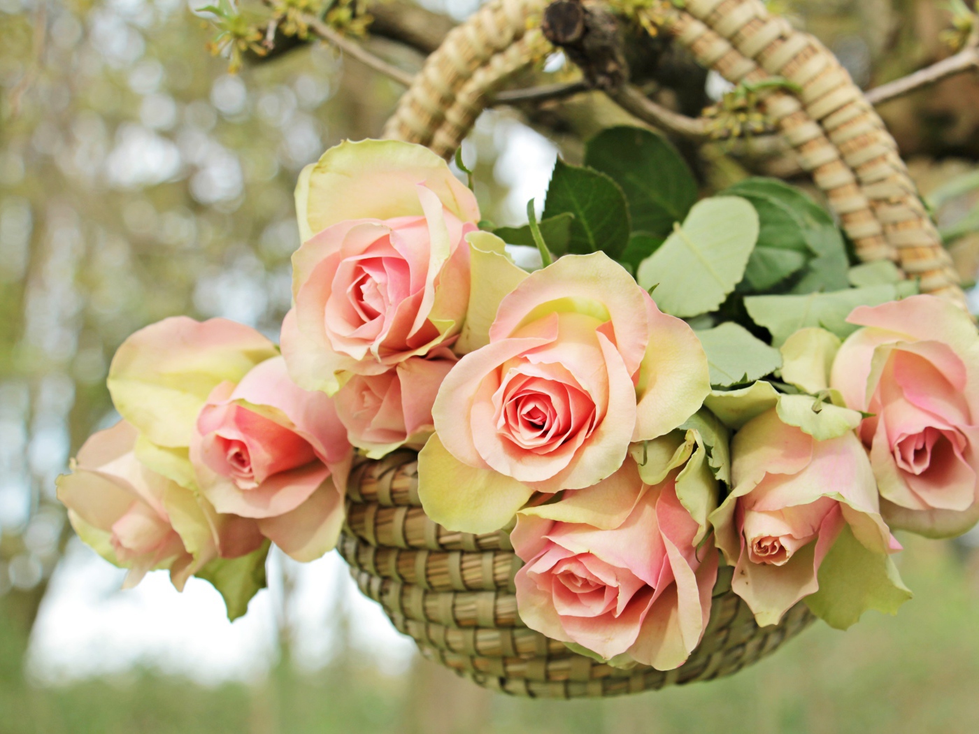 Розовые цветы розы в корзине на ветке
