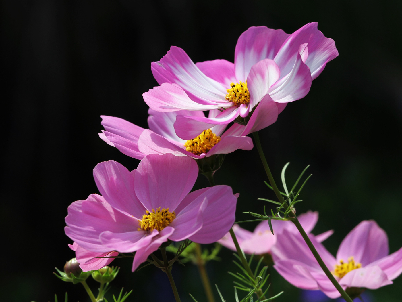 Розовые летние цветы космея на черном фоне