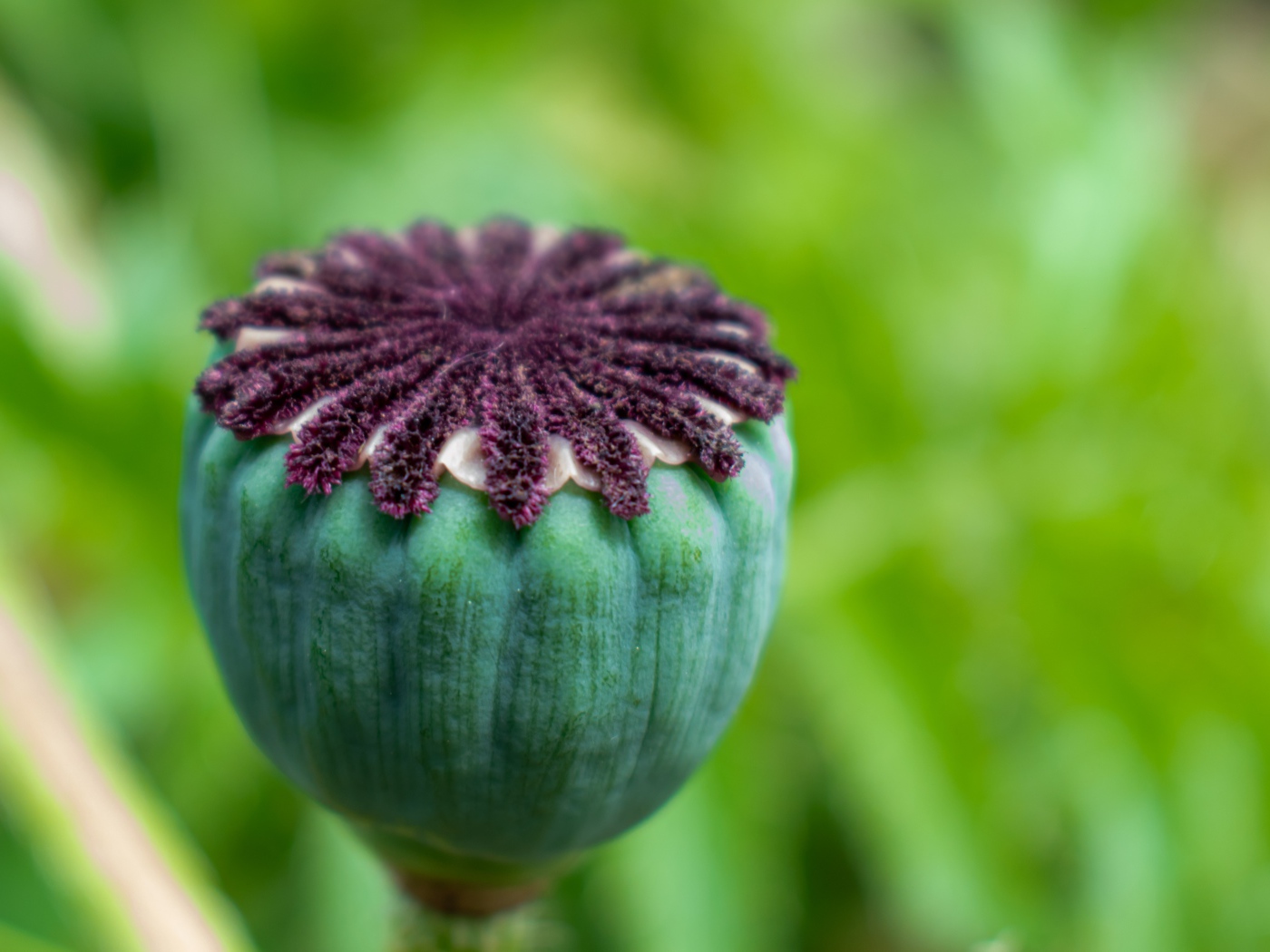 Маковая коробочка крупным планом 