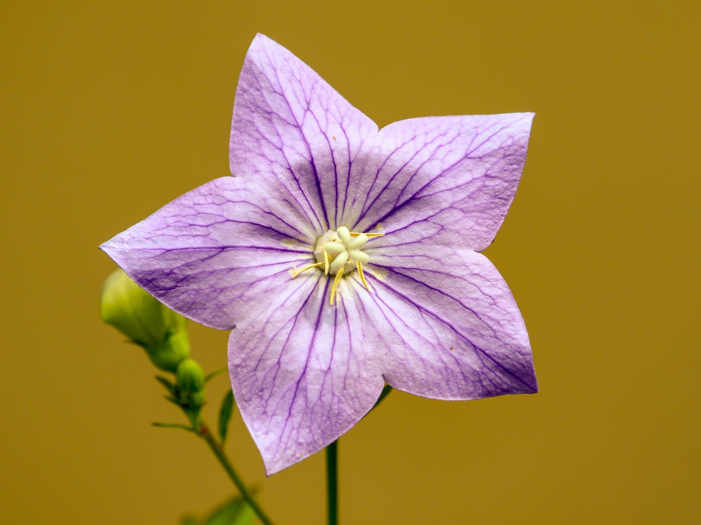 Фиолетовый цветок колокольчика на желтом фоне 