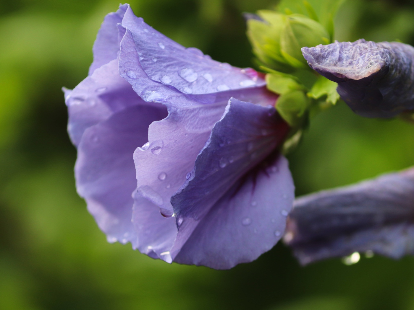 Фиолетовые цветы лаватера в каплях дождя