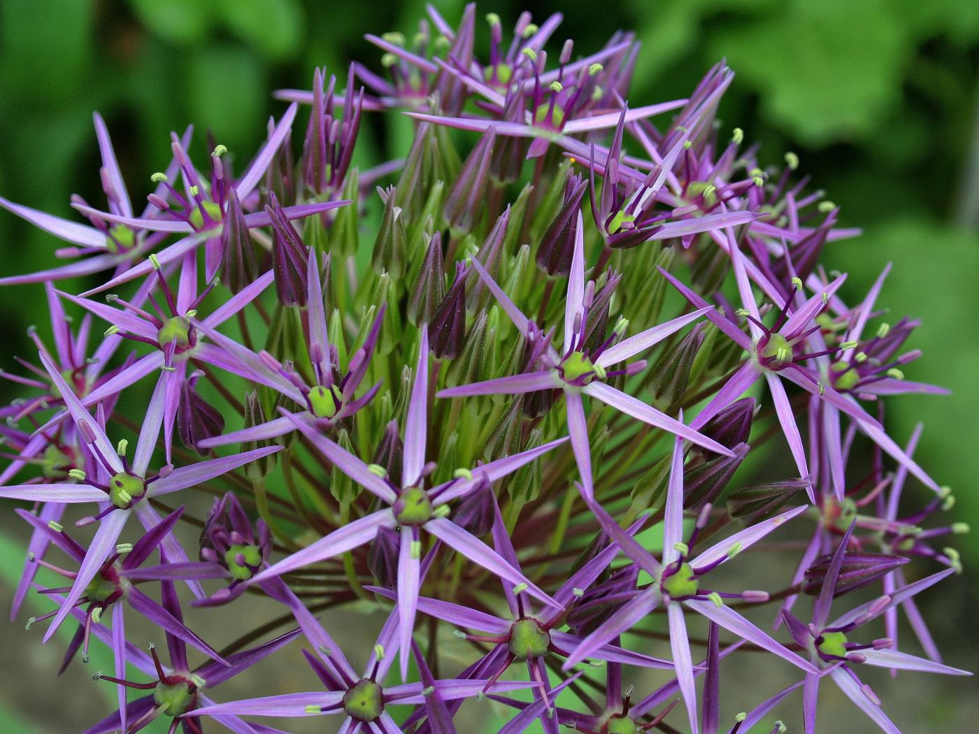 Фиолетовые цветы персидского лука