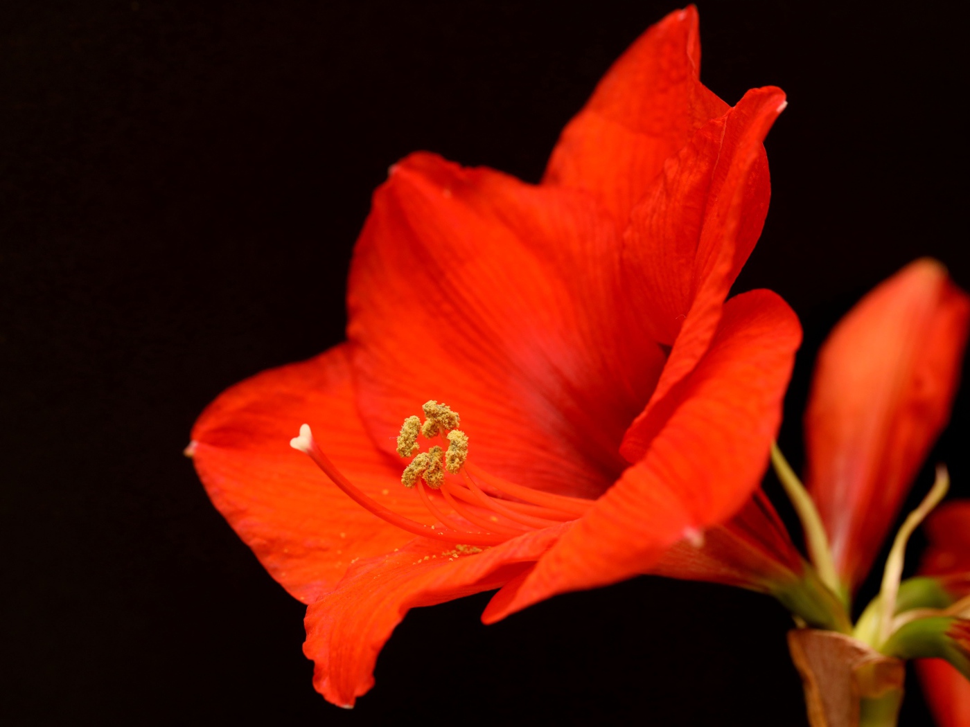Красный цветок амариллиса на черном фоне 