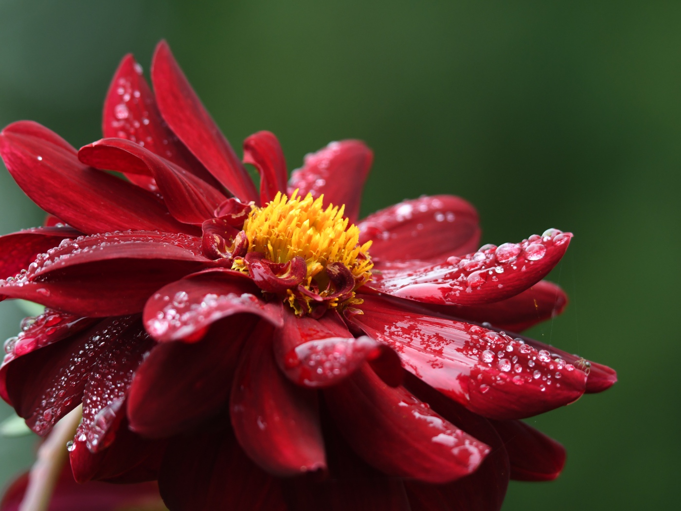 Красный цветок георгина в каплях росы крупным планом