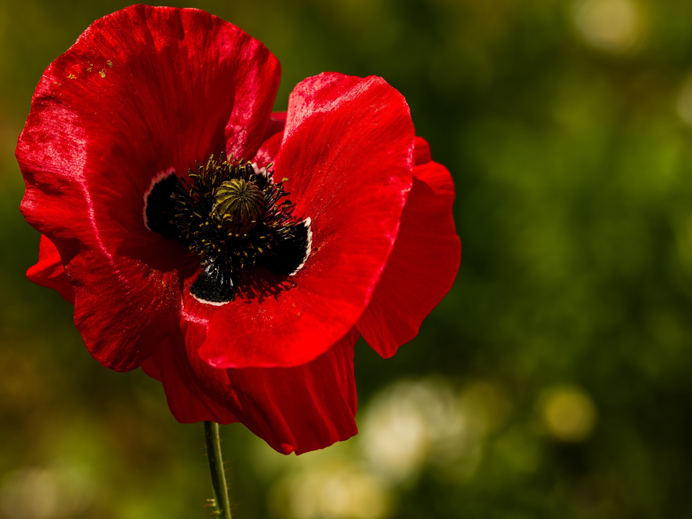 Красные нежные лепестки мака крупным планом 