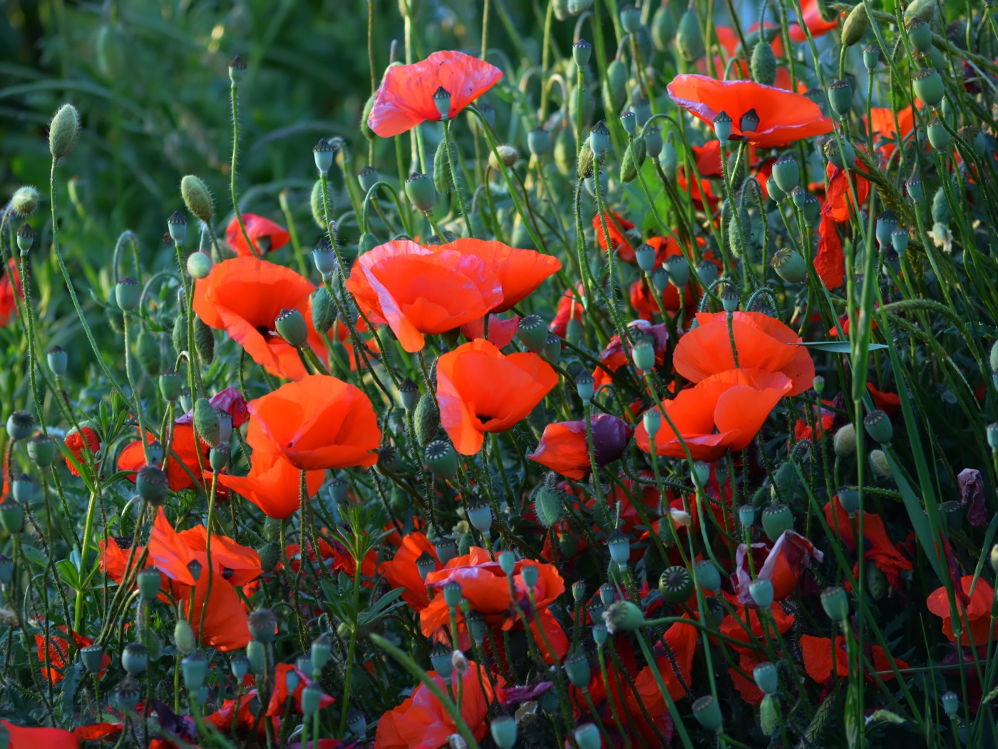 Красные полевые маки с бутонами летом