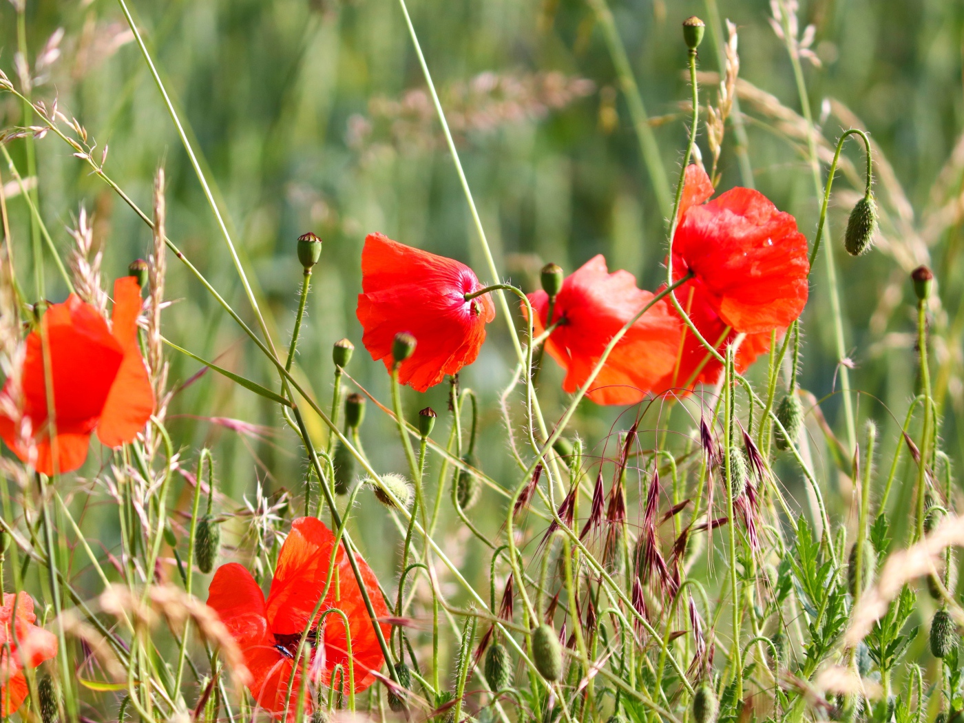 Красные маки в зеленой полевой траве