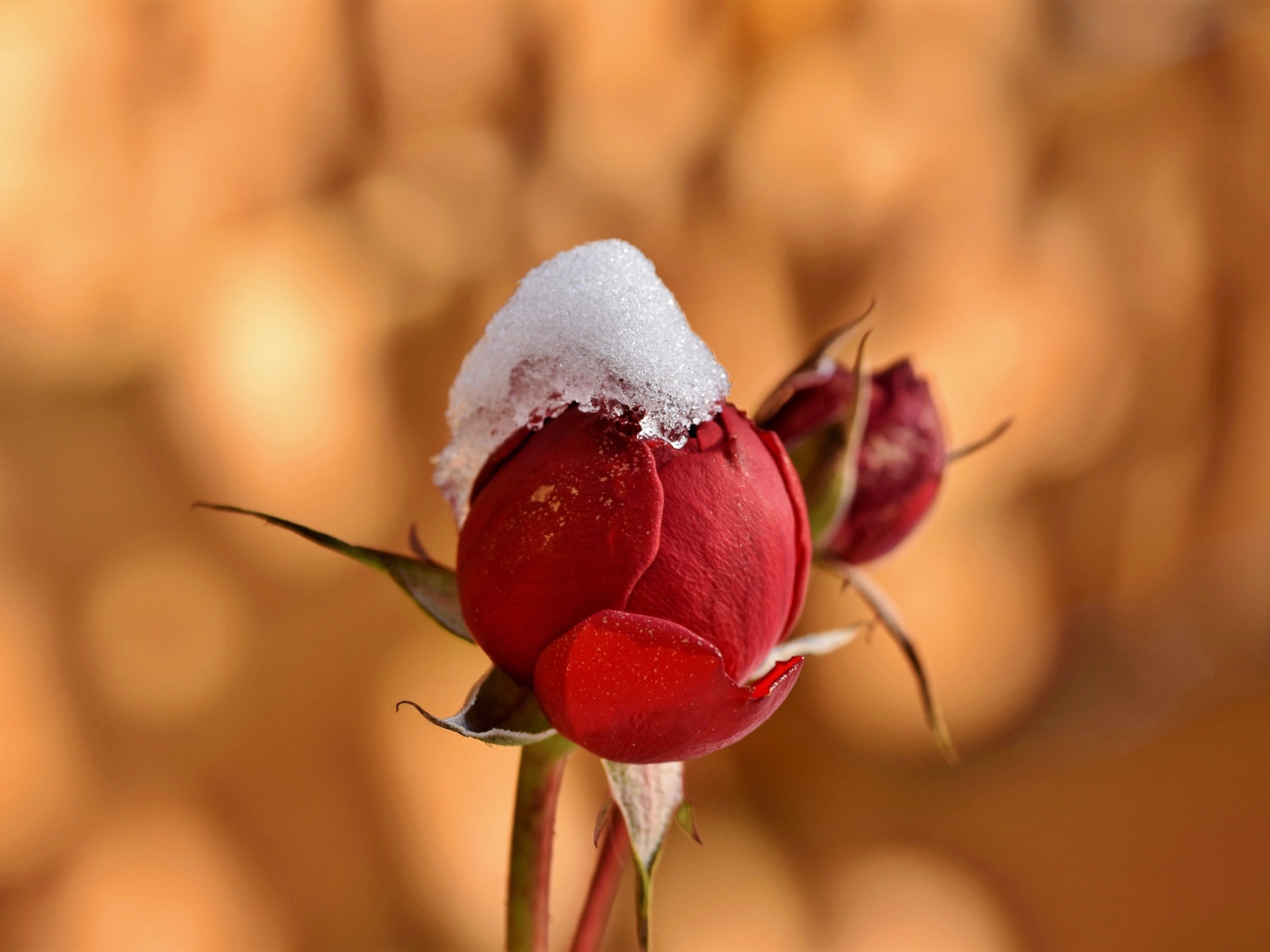 Rosebud in the snow close up