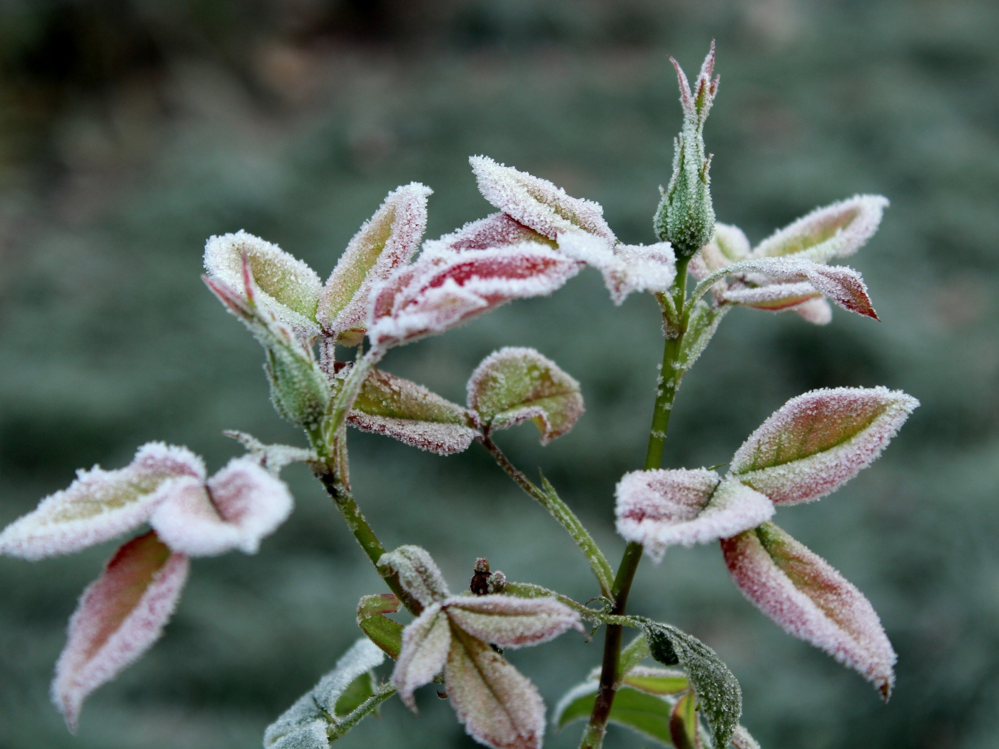 Бутоны роз в холодном инее на клумбе