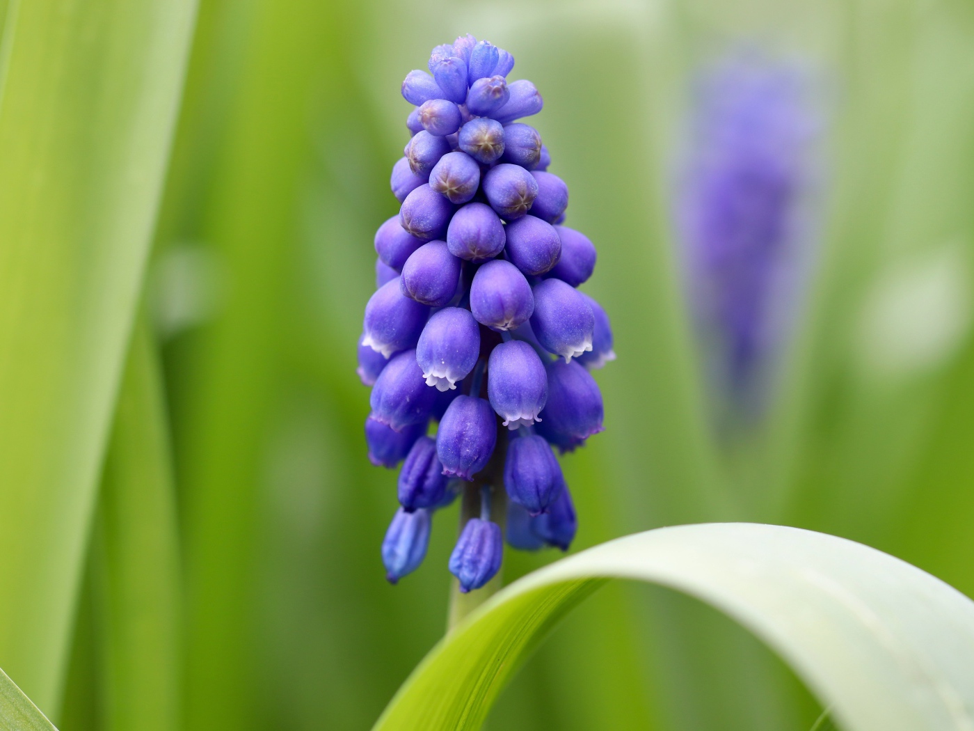 Маленький синий цветок мускарик с зелеными листьями